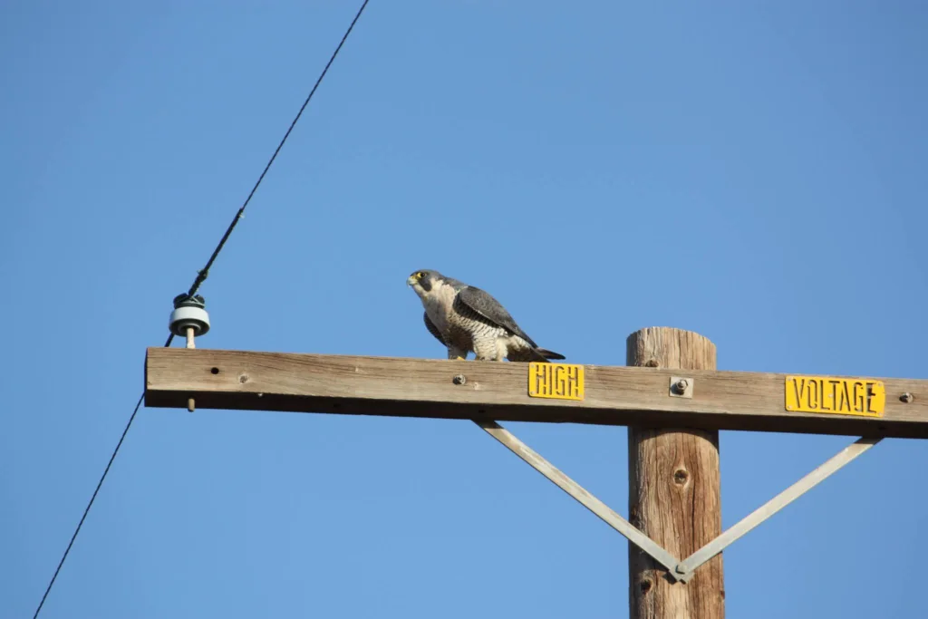 sonny bono salton sea national wildlife

